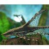 sturisoma panamense