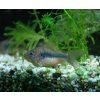 Corydoras aeneus