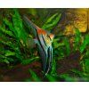 pterophyllum scalare rio manacapura