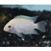 cichlasoma nigrofasciatum albino