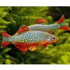 Danio margaritatus (Microrasbora galaxy)