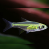 Razbora ranongská Microdevario kubotai