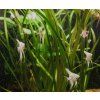 Vallisneria gigantea