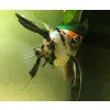 Pterophyllum scalare (Skalár) Red Devil