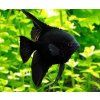 Pterophyllum scalare (Skalár) toprybicky
