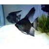 pterophyllym scalare black