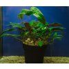 Cryptocoryne affinis
