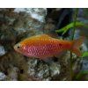Pethia conchonius Rosy barb (Mrenka ružová) - XL
