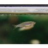danio rerio danio pruzkovane