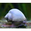 Ampullaria australis - Blue
