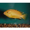 Labidochromis yellow - Papuľovec čiernoplutvý 3-4 cm