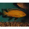 Labidochromis yellow - Papuľovec čiernoplutvý 3-4 cm