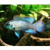 Andinoacara pulcher neon blue - Akara Electric Blue 5-6 cm