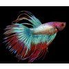 Betta splendens super delta - samec (bojovnica pestrá)
