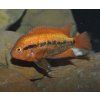 Herotilapia multispinosa orange 4+ cm