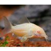 Corydoras aeneus albino