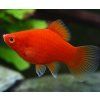 Xiphophorus maculatus - Red Coral (Plata korálová červená)