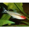 Hemigrammus rhodostomus - tetra červenoústa